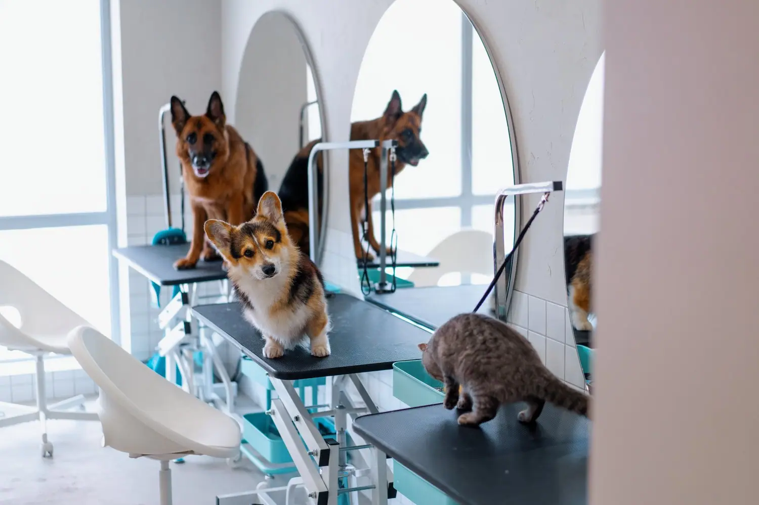 Pet friendly hotele: noclegi przyjazne zwierzętom